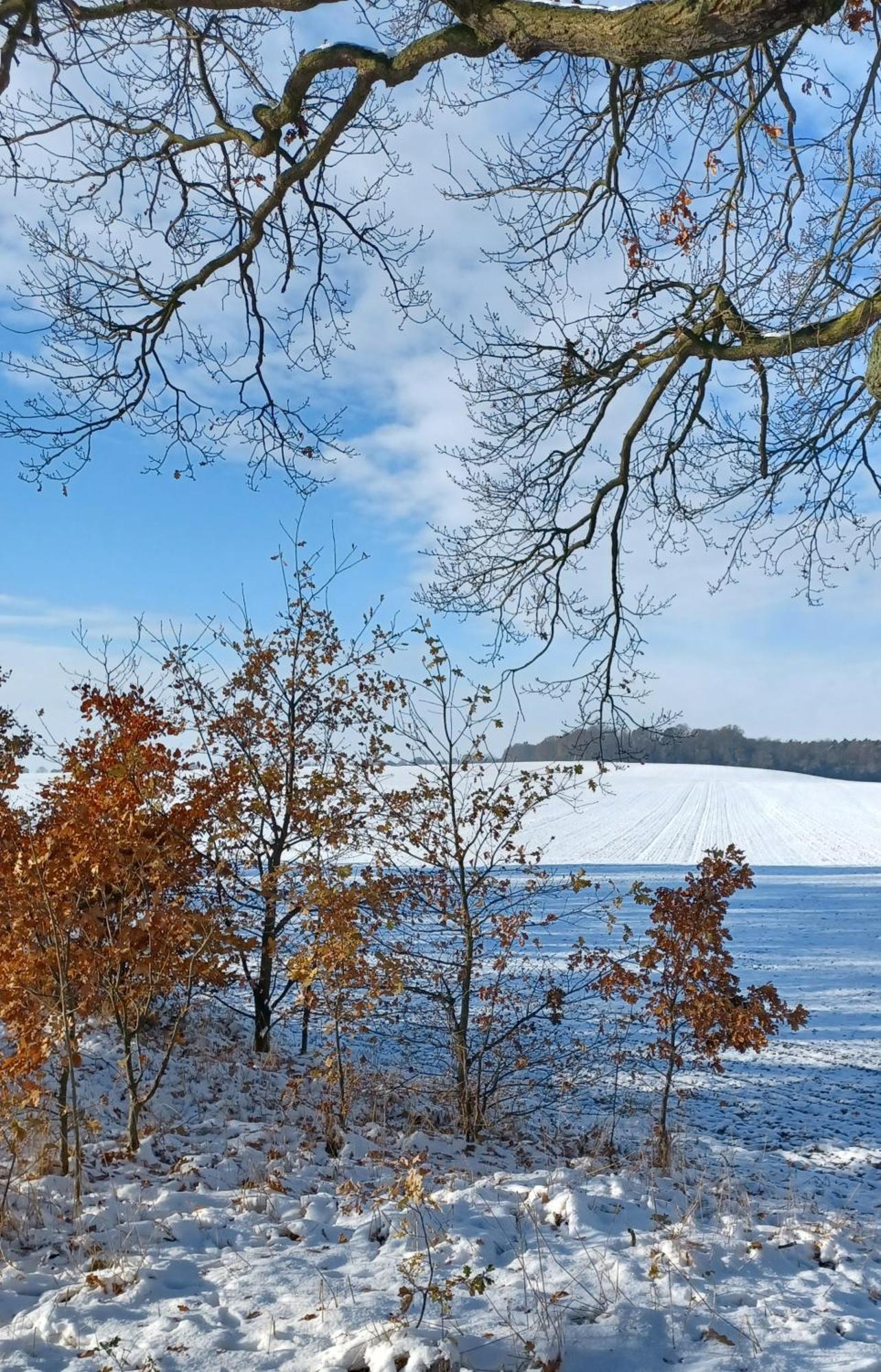 Waldblick Villa Cavertitz Buitenkant foto